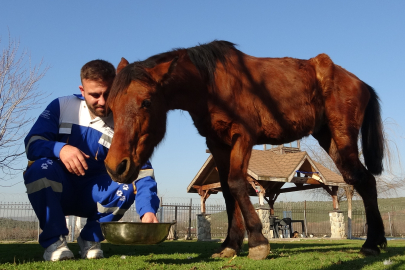 Uyutulmaktan ampute edilerek kurtulan at Bursa'da yaşamını 3 bacağıyla sürdürüyor