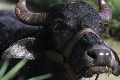 Almanya'da 35 yıl sonra görülen şap hastalığı endişeye neden oldu