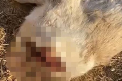 Gaziantep’te dehşet veren olay: Yavru köpeklerin kafalarını kestiler!