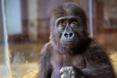 Yavru gorilin ismi Zeytin oldu