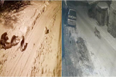 Aç kurtlar mahalle ve köylere indi