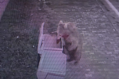 Bursa'da firari ayı alarmı! Camilerden anons yapıldı