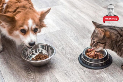 Bursa İnegöl Belediyesi tonlarca kedi ve köpek maması alacak!