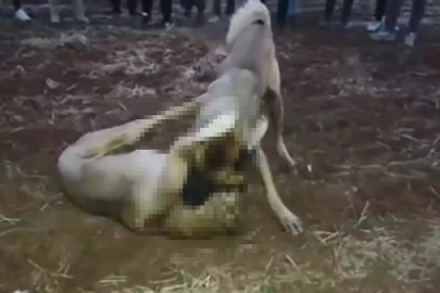 Kangal köpeği dövüşü ihbara neden oldu