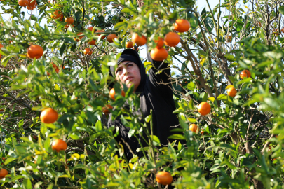 2024 ve 2025'in en mutlusu mandalina ve portakal çiftçisi olabilir