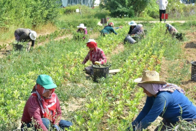 Mevsimlik tarım işçileri için 25 milyon lira kaynak ayrıldı
