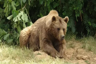 Bursa'da firari olan ayıyı yemlerle ve tuzaklarla aranıyor
