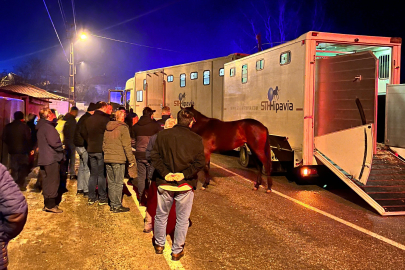 Edirne'de milyonluk yarış atlarını taşıyan tır, çekici ile çarpıştı