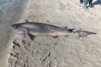 Tekirdağ'da sahilde köpek balığı bulundu