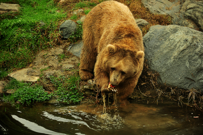 Bursa'da kış uykusuna yatmayan ayılar, meyve ve balıkla besleniyor