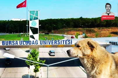 Bursa Uludağ Üniversitesi'nde 'başıboş köpek' istilası! "Birinin ölmesi mi gerek?"