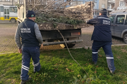 Bursa'da  park ve yeşil alanlarda budama çalışmaları sürüyor