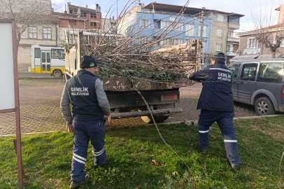 Bursa Gemlik'te park ve yeşil alanlarda budama çalışmaları sürüyor