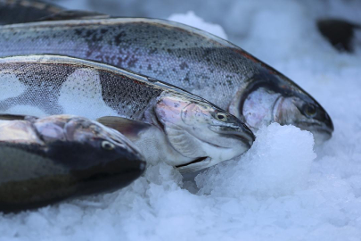 Doğu Karadeniz'in su ürünleri ihracat geliri arttı