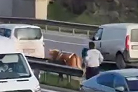 İstanbul Maltepe'de E5'te sahibinden kaçan büyükbaş hayvanı kovalama anları kamerada