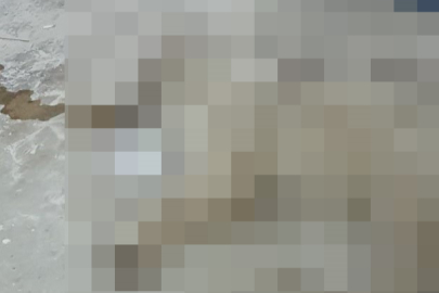 Muğla Bodrum’da hayvan katliamı