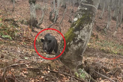 Domuz avında saldırıya uğrayan 2 kişi kabusu yaşadı