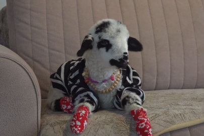 Annesinin reddettiği kuzuya "yuva" oldu: Biberonla besleyip gezdiriyor!