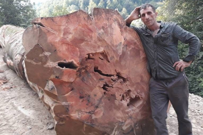 İzmir'de kestiği ağaç üzerine devrilen orman işçisi hayatını kaybetti