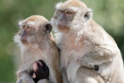 Araştırma tesisinden kaçan 43 maymun yakalandı