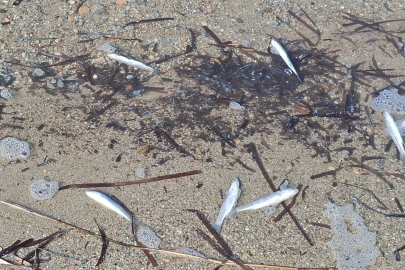 Aydın'da ölü balıklar yine kıyıya vurdu