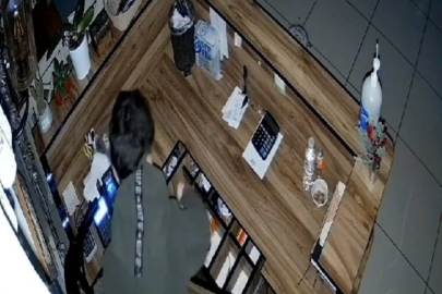 Aydın Didim'de iş yeri hırsızlığı