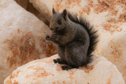 Bursalı fotoğrafçı melanistik sincap görüntüledi!