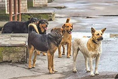 Hayvanseverler Bursa'da sokak köpekleri için eylem yapacak!