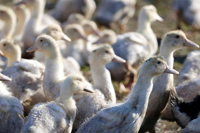 Yeni kuş gribi varyantı: 119 bin hayvan itlaf edildi