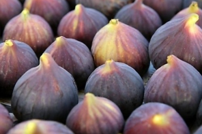 AB tescilli Bursa siyah inciri 32 ülkede ağızları tatlandırdı