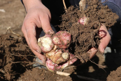 Tarlasında denedi, talep yağıyor! Bilenler çevre illerden almaya geliyor...