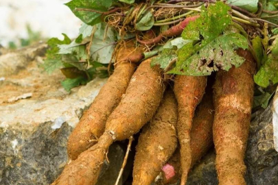 DSÖ 'Her gün sofraya konuyor, ölüm saçıyor' diyerek uyardı!