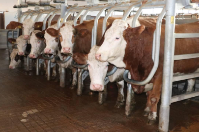 Hayvancılıkta ıslah çalışmaları yerli ırk sayısını ve verimi artırdı