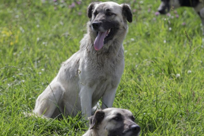 Mersin'de başıboş köpekler 26 küçükbaş gebe hayvanı telef etti