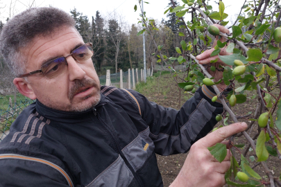 Samsun'da kış günü erik ağaçları çiçek açıp meyve verdi