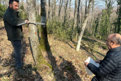 Bursa ormanlarındaki ağaçlar tek tek kontrol edildi