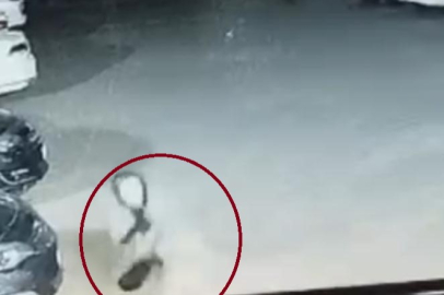 Diyarbakır'da sokak köpeğinin saldırdığı 3 kişi yaralandı