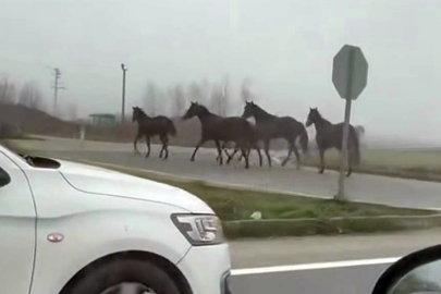 Sakarya D-140'a çıkan atlar dörtnala koştu: Görenler hayrete düştü
