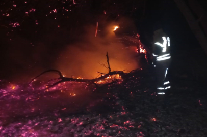 Balıkesir Bandırma’da çamlık alanda yangın