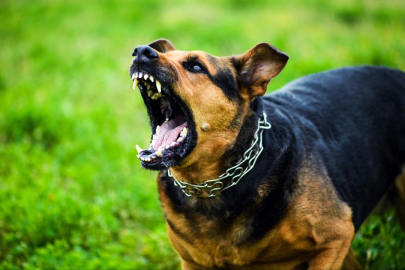 Bir kişi, hayvanlara kötü muameleden 475 yıl hapis cezasına çarptırıldı