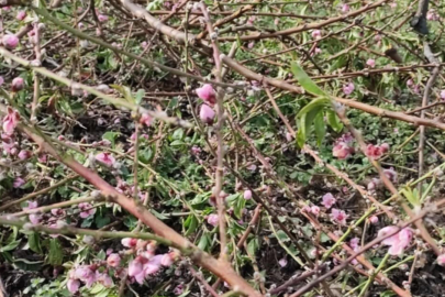 Bursa'da şeftali ağaçları erken çiçek açtı