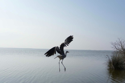 Tedavisi tamamlanan 120 yabani hayvan, doğaya bırakıldı
