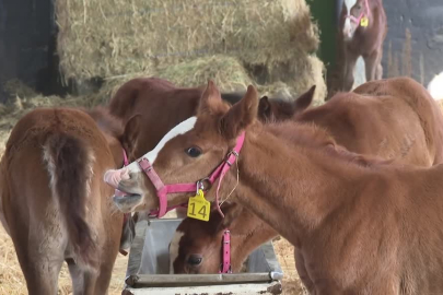 TİGEM'in 3 işletmesinde 435 tayın doğması bekleniyor