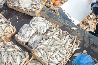 Mersin Tarsus'ta 16 kasa balık imha edildi