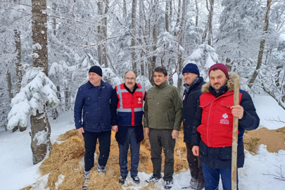 Bursa Uludağ'da yaban hayvanları için yem bırakıldı