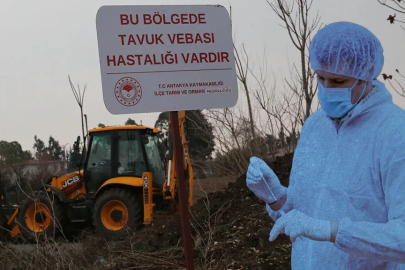 Hatay'da kuş gribi alarmı!