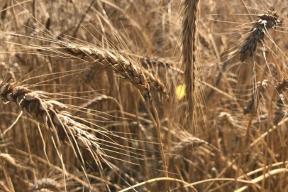 Dünya bu yıl tahılda stoklardan yiyecek!