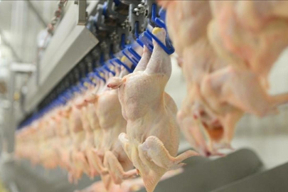 Türkiye'de geçen yıl 2,5 milyon tonu aşkın tavuk eti üretildi