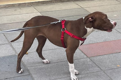 İstanbul'da pitbull polise saldırdı