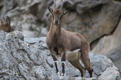 Koruma altındaki dağ keçilerini avlayanlara rekor ceza!